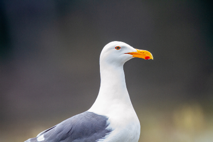 优贝娱乐让人4682318成本揭秘:提升娱乐体验的同时降低费用 优贝娱乐让人4682318成本揭秘:提升娱乐体验的同时降低费用