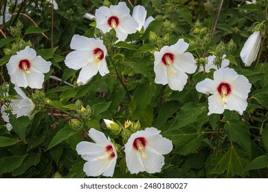 传奇平台的魅力:重温经典,体验热血青春 传奇平台的魅力:重温经典,体验热血青春