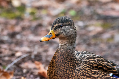 优博:探索优质教育资源的全新平台与理念 优博:探索优质教育资源的全新平台与理念