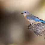 365足球直播吧:全年无休的精彩赛事畅享平台 wj5rj44j