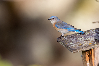 365足球直播吧：全年无休的精彩赛事畅享平台